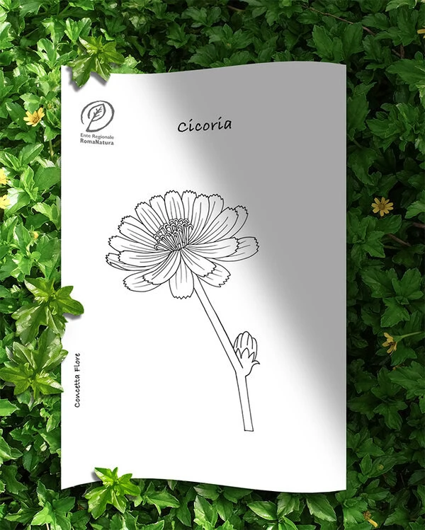 colora-la-natura-di-roma-cicoria