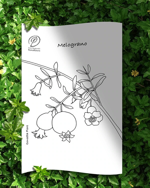 colora-la-natura-di-roma-melograno